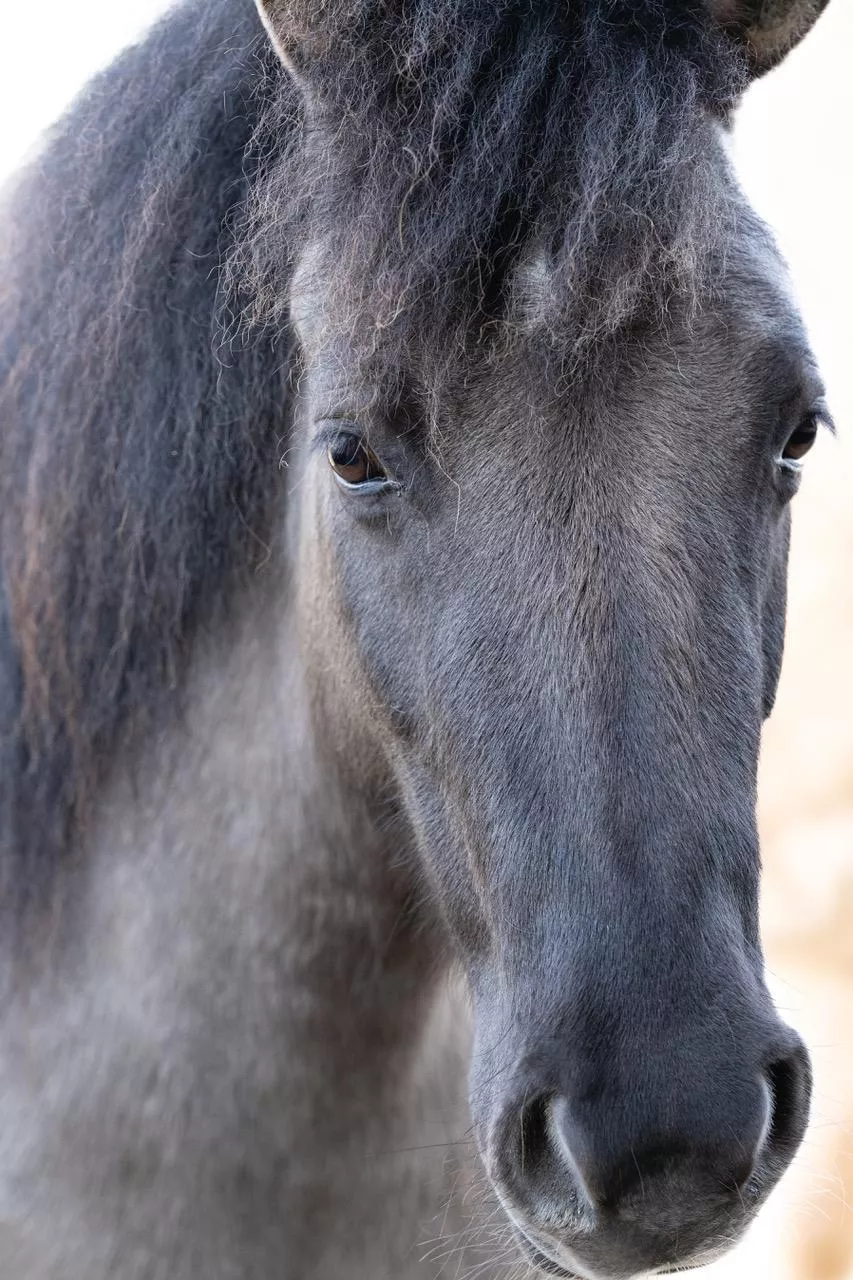 Dülmener Pony Billi schaut aufmerksam in die Kamera