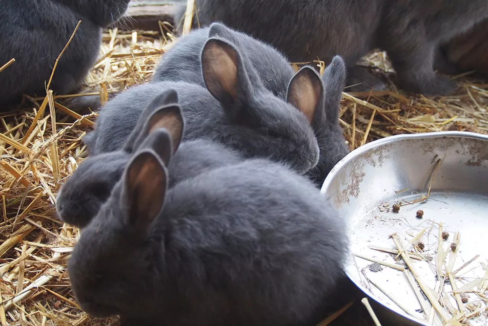 Kleine graue Kaninchen