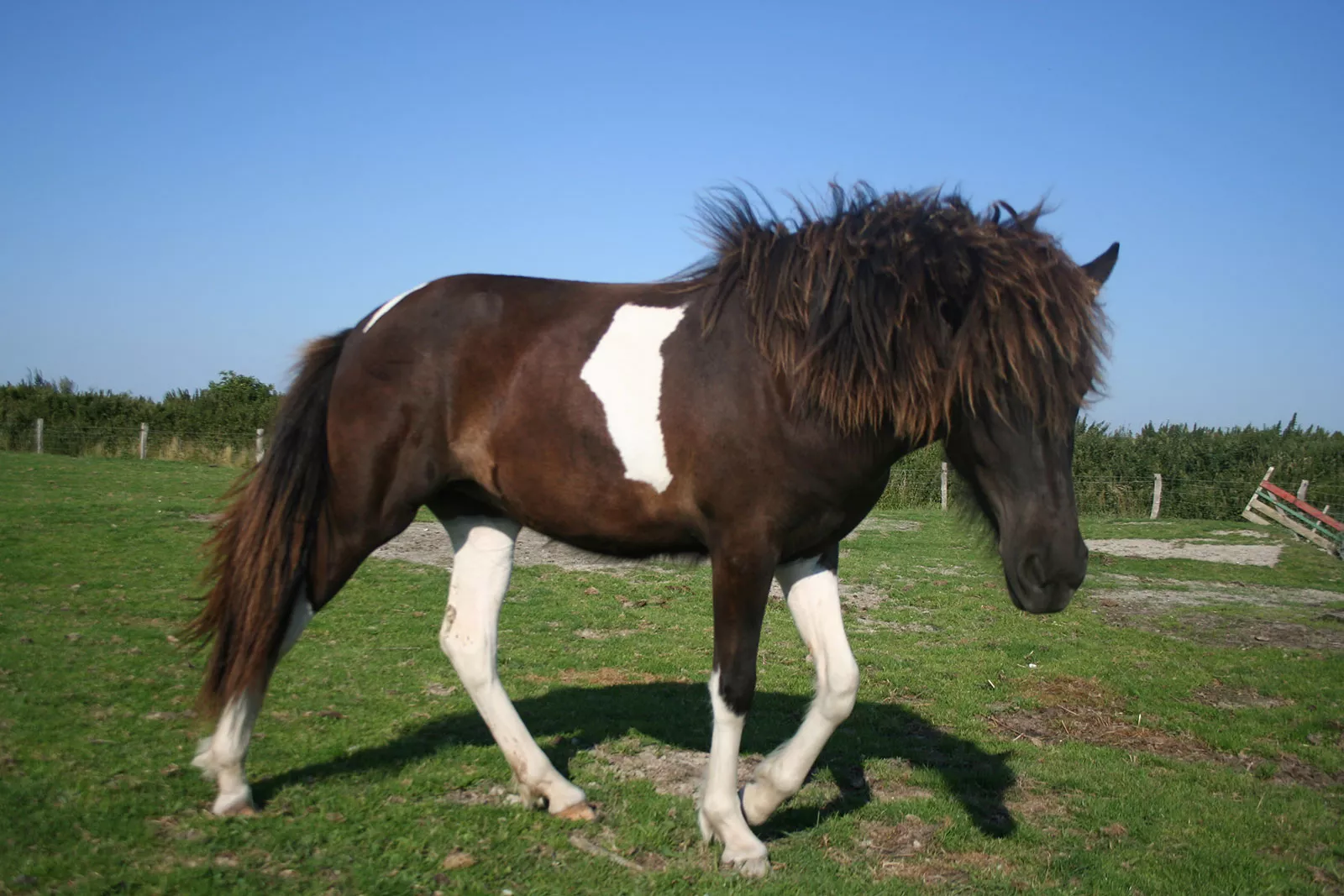 Pony läuft über die Wiese