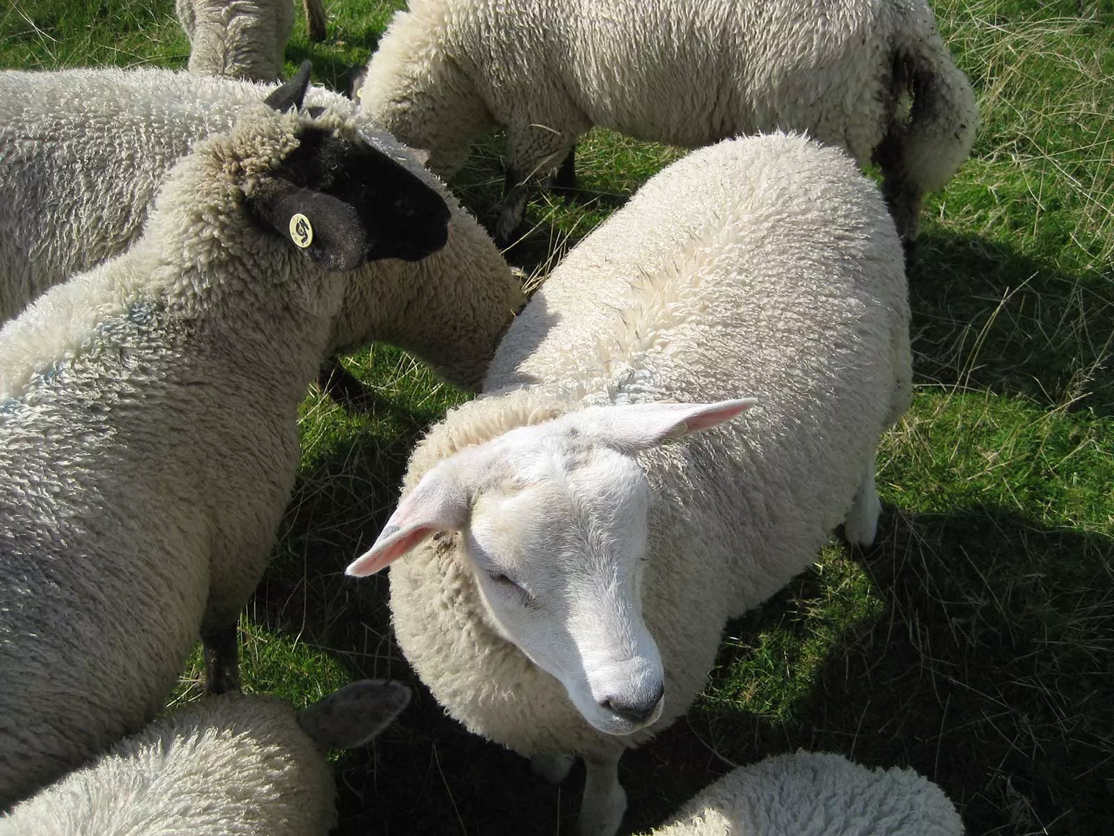 Herde Schafe auf der Weide