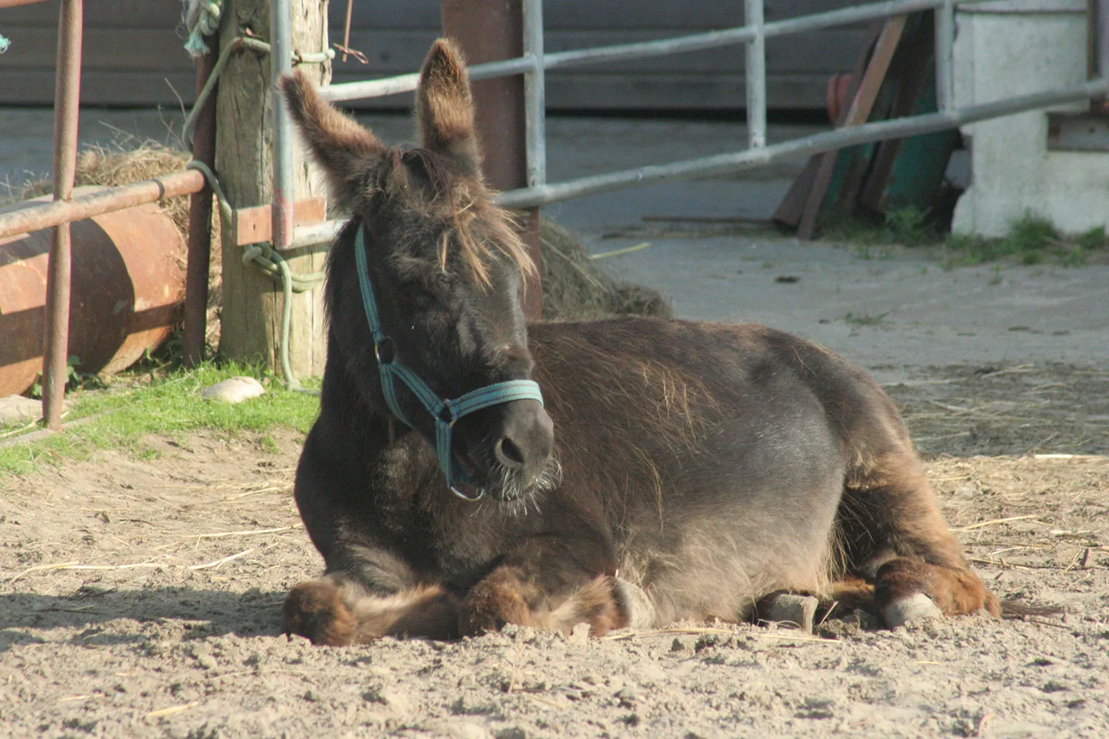 Esel liegt im Sand