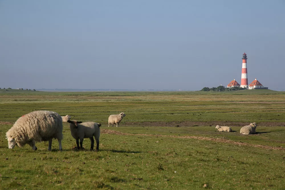 Leuchtturm Westerhever mit grünen Wiesen und Schafen