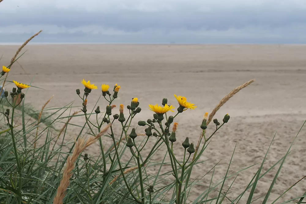 Strand mit Weite und gelben Blumen im Vordergrund