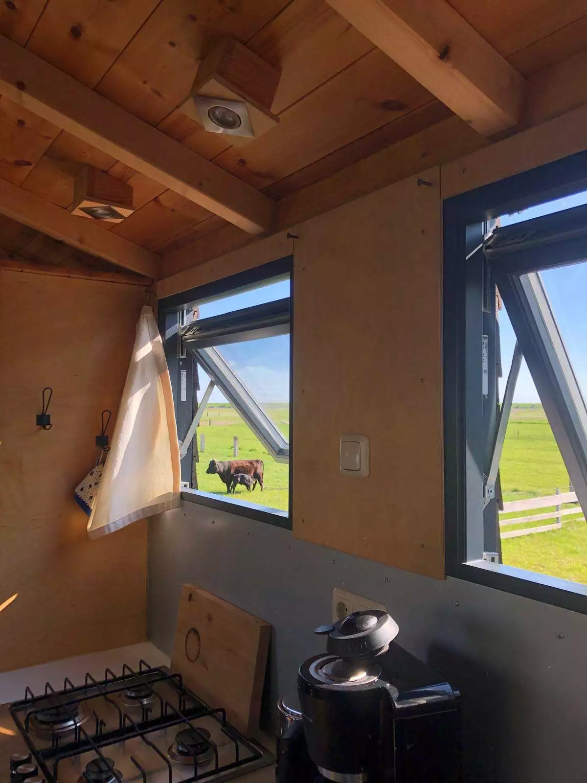 Blick ins Grüne mit Kühen