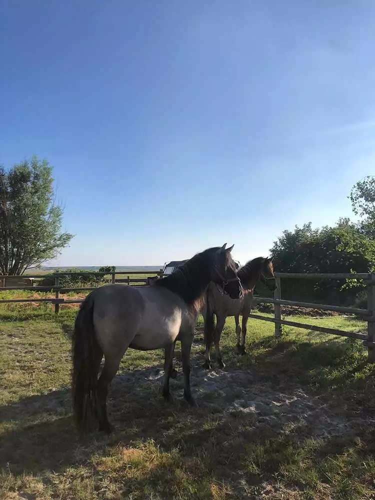 Dülmener Pferd auf dem Arche-Hof Leuchtfeuer – seltene Rasse hautnah erleben