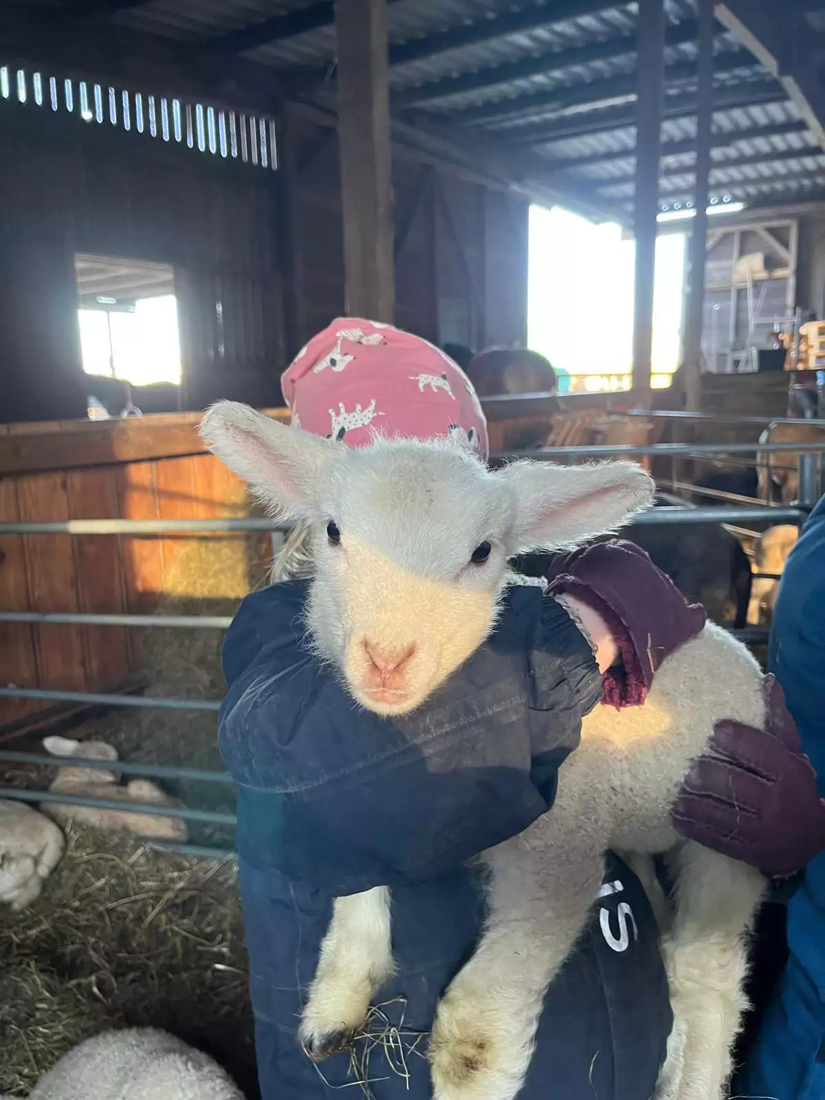 Weißkopfschaf auf dem Arm beim Füttern – Arche-Hof Leuchtfeuer Tiererlebnis