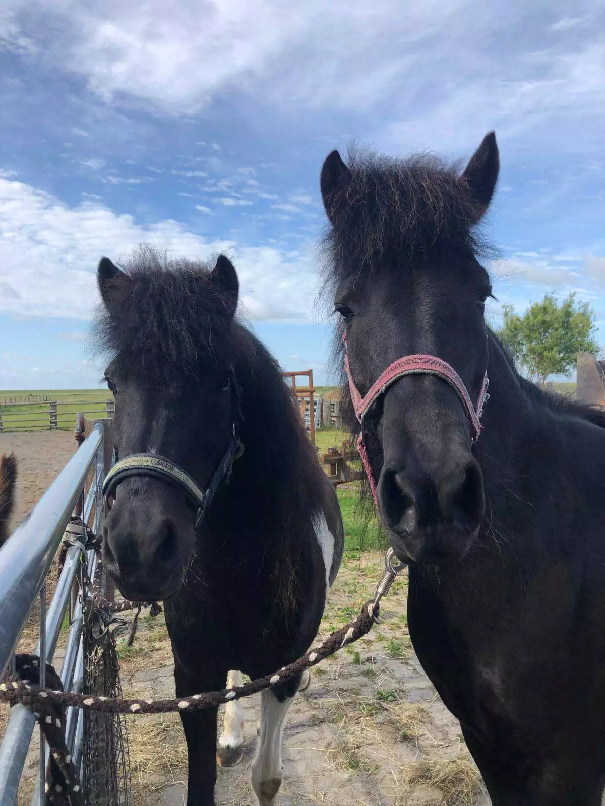 Zwei angebundene Isländer-Pferde draußen – Ferienhof Voß