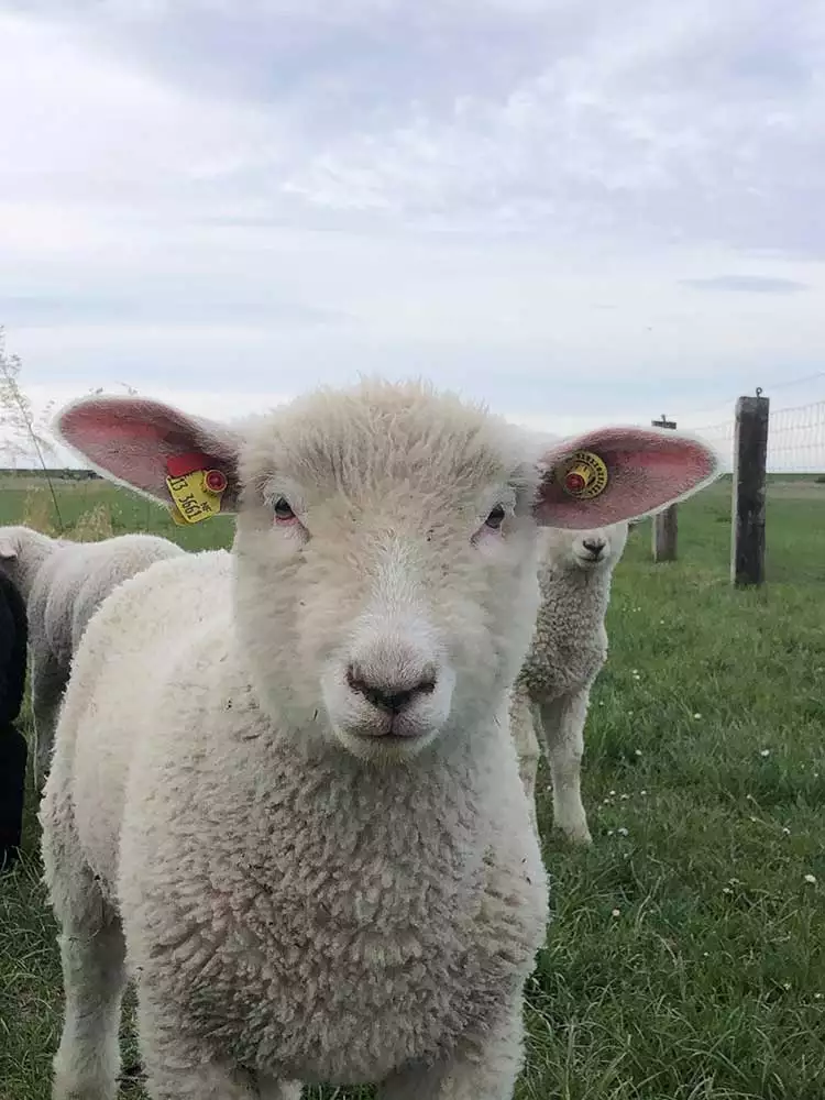 Weißkopfschaf auf dem Arche-Hof Leuchtfeuer – seltene Tierart auf der Weide