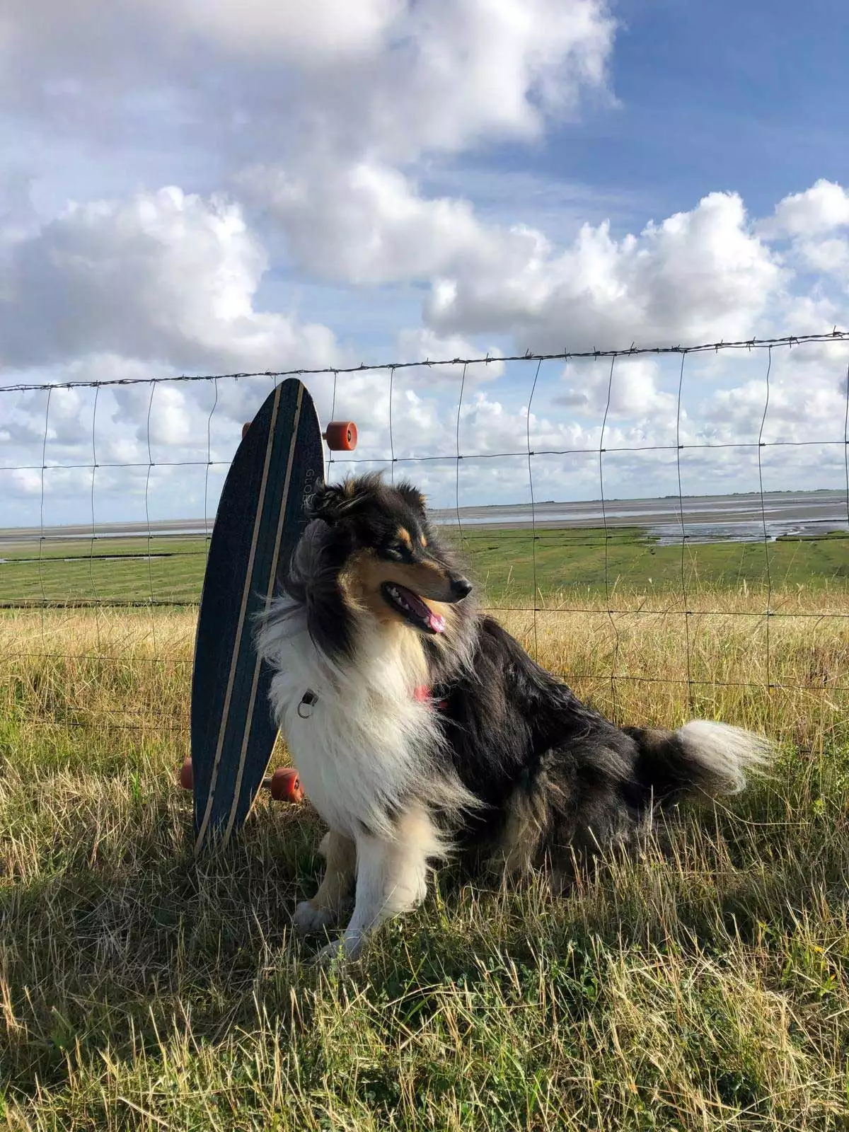 Bauernhof Voß Hofhund Collie – treuer Begleiter für Gäste und Tiere