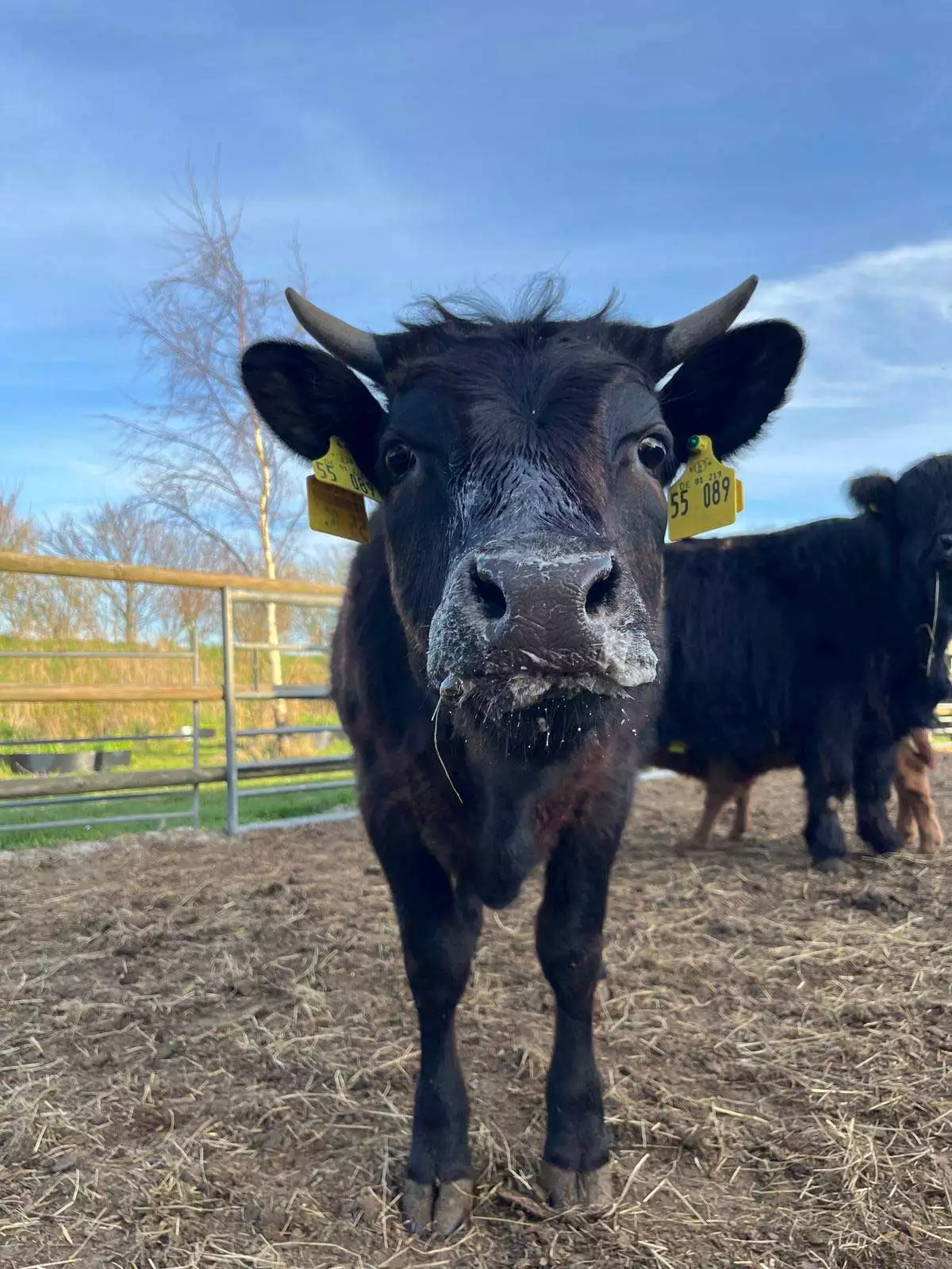 Dexter-Rind draußen bei sonnigem Wetter – Bauernhof Voß