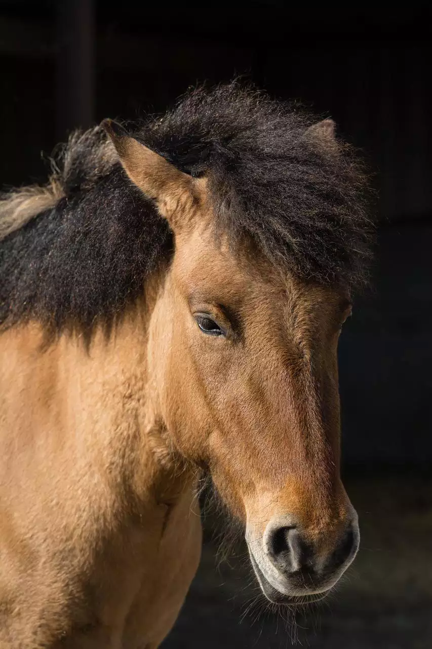 Detailaufnahme Pferdekopf Dülmener Pferd Bari – Arche-Hof Leuchtfeuer