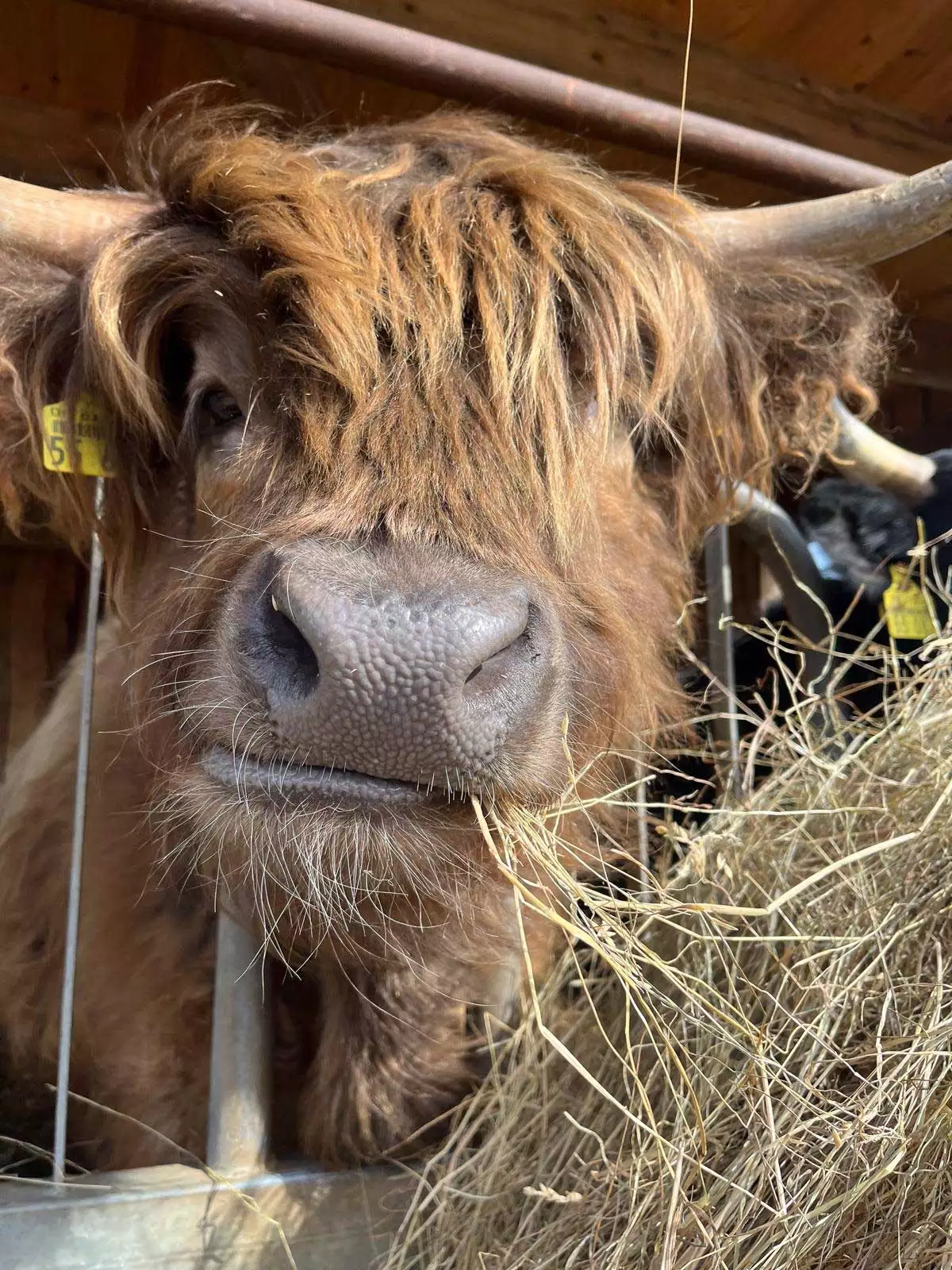 Highlander Rind im Stall bei Heu futtern – Bauernhof Voß