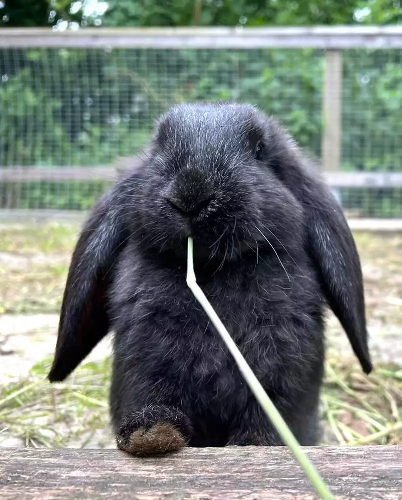 Schwarzer Hase im Gatter beim Grashalm knabbern – Arche-Hof Tier Meißner Widder