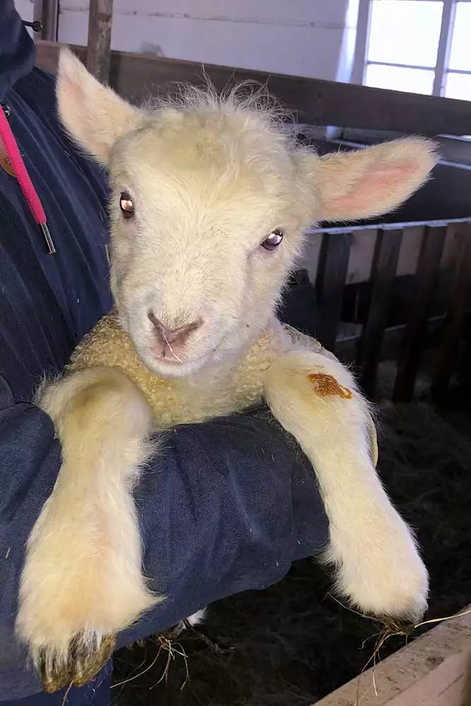 Weißkopfschaf auf dem Arm beim Füttern – Arche-Hof Leuchtfeuer Tiererlebnis