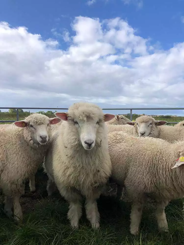 Herde Weißkopfschafe auf der Weide – Arche-Hof Leuchtfeuer
