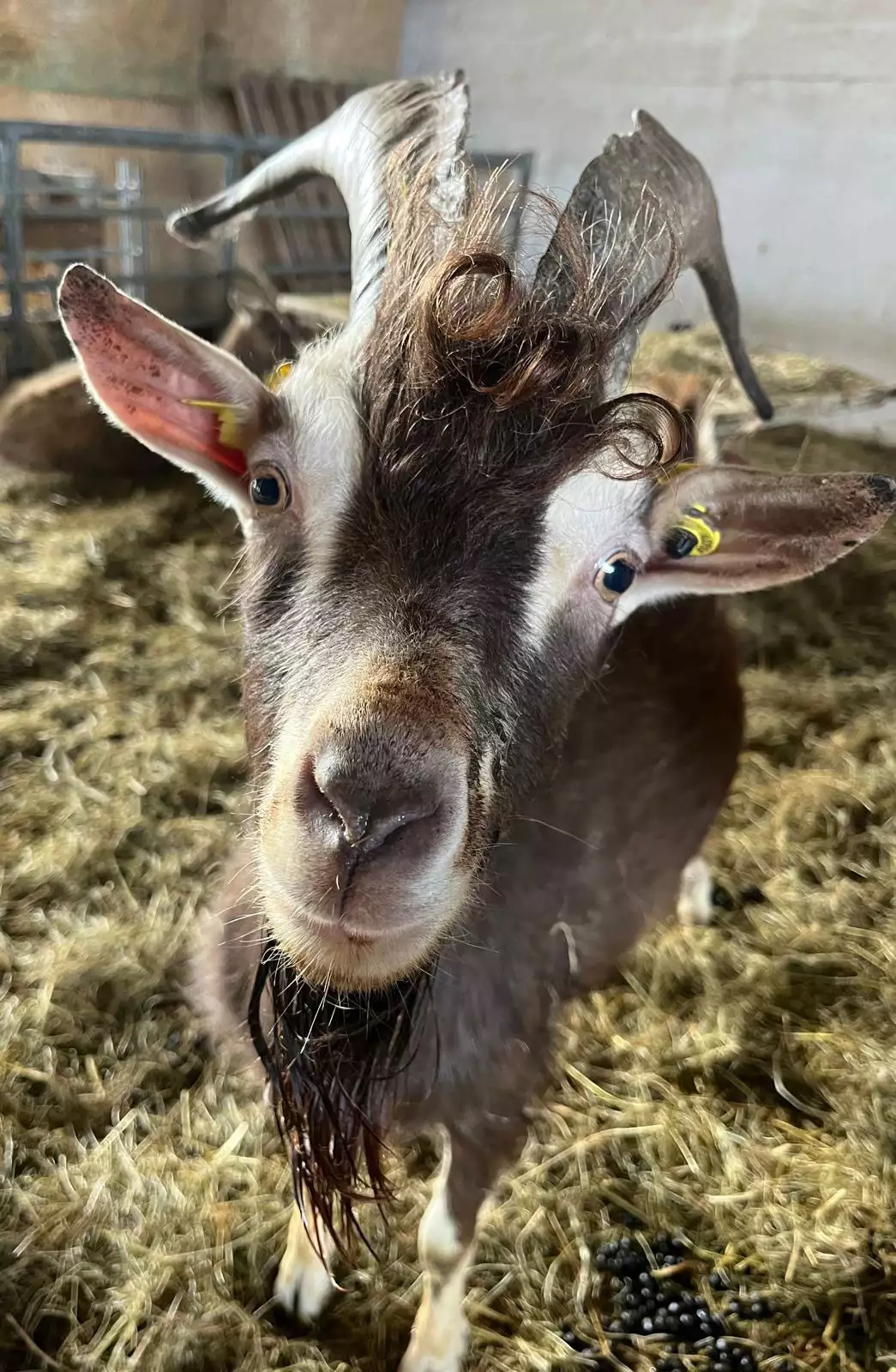 Thüringer Waldziegenbock Benni auf dem Arche-Hof Leuchtfeuer
