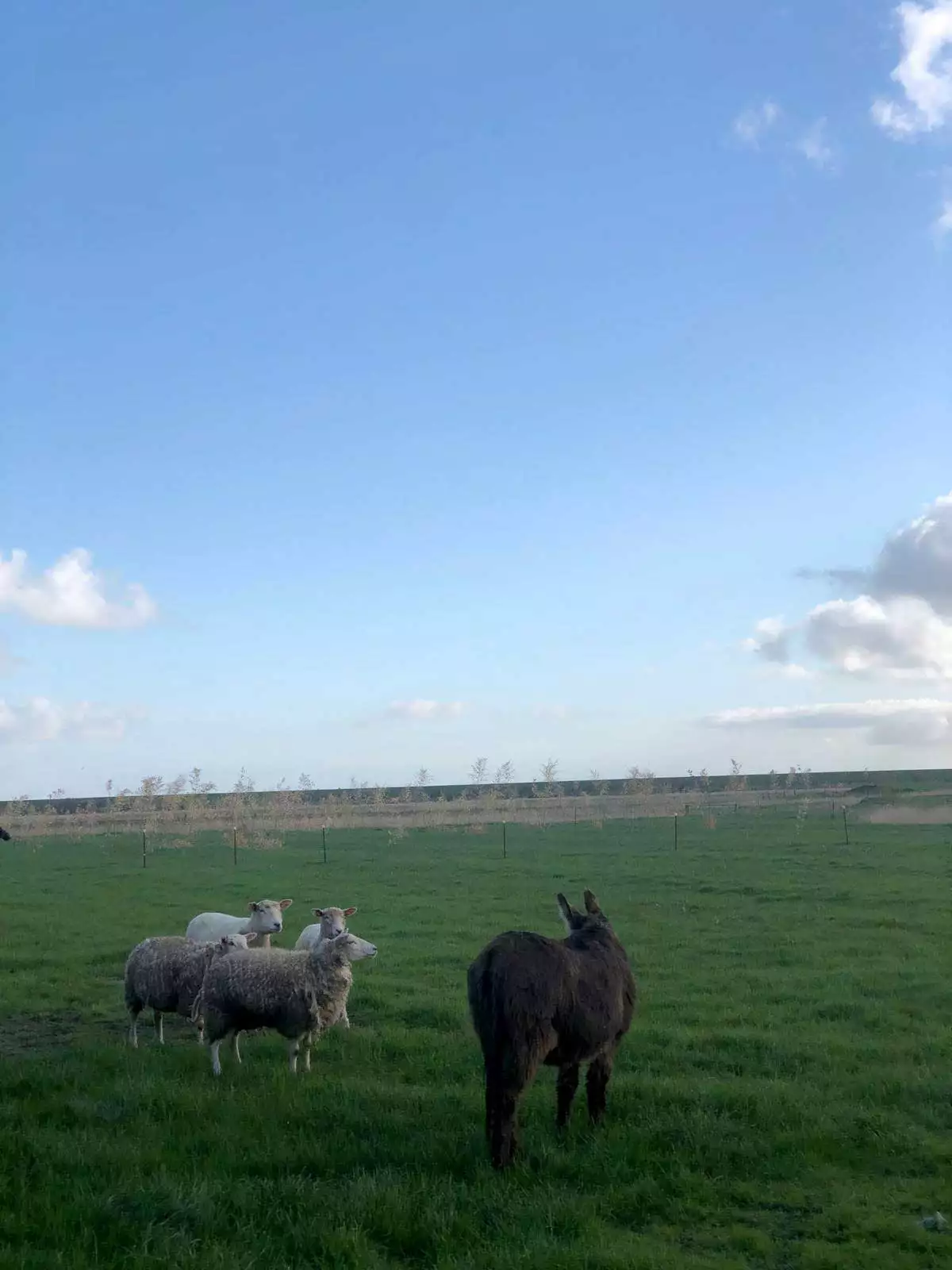 Schafe und Esel auf der Weide – Bauernhof Voß Weidetiere