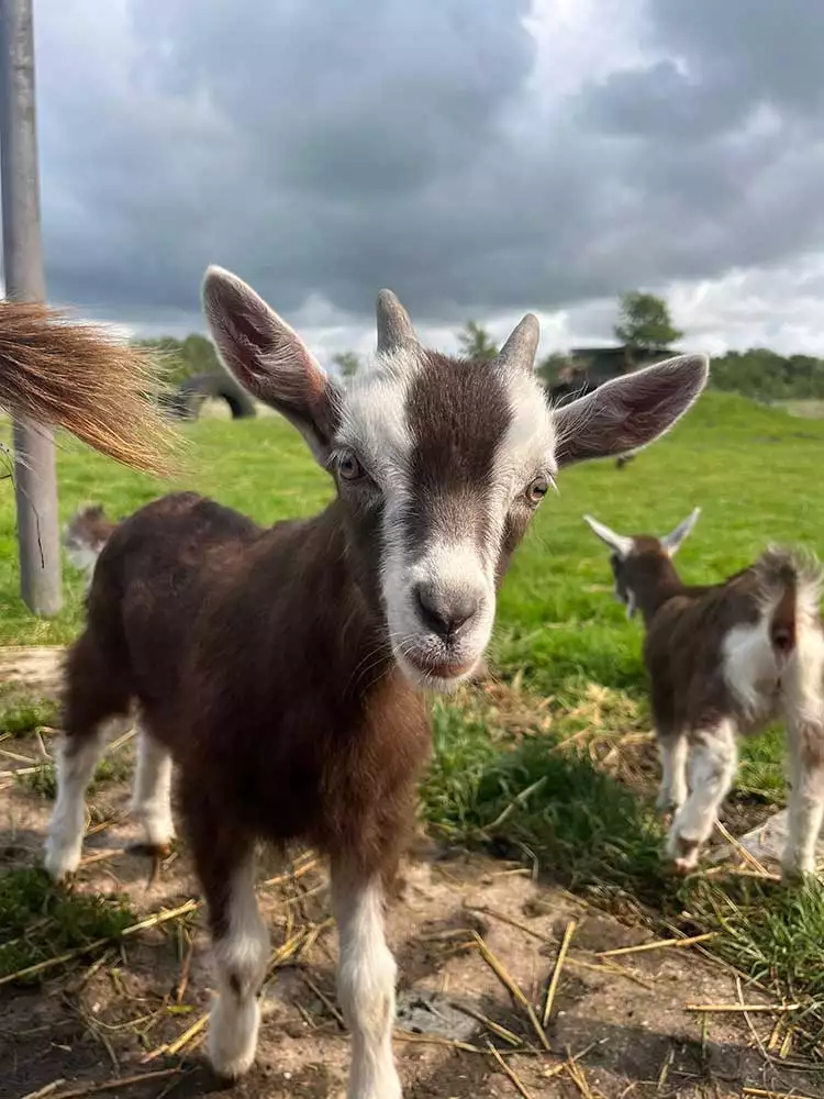 Thüringer Waldziegenlamm draußen im Außenstall mit Artgenossen
