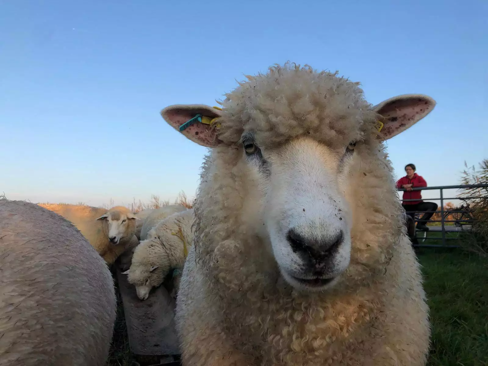 Weißkopfschaf auf dem Arche-Hof Leuchtfeuer – seltene Nutztierrasse erleben