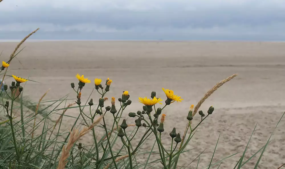 Strandstimmung bei weitem langem Strand und Ruhe pur - in St. Peter-Ording