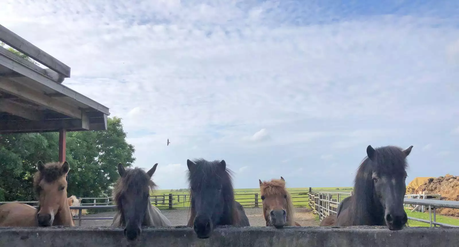 Unsere neugierigen Ponys, die unsere Gäste auf dem Ferienhof begrüssen