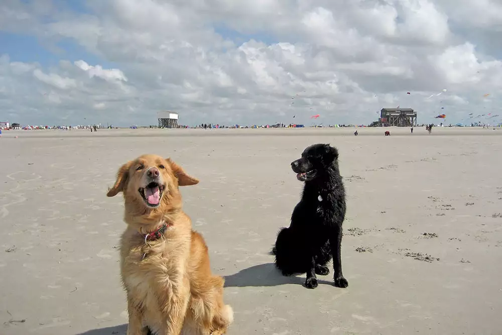 Hunde sitzen gespannt und interessiert auf dem Sandstrand in St. Peter-Ording