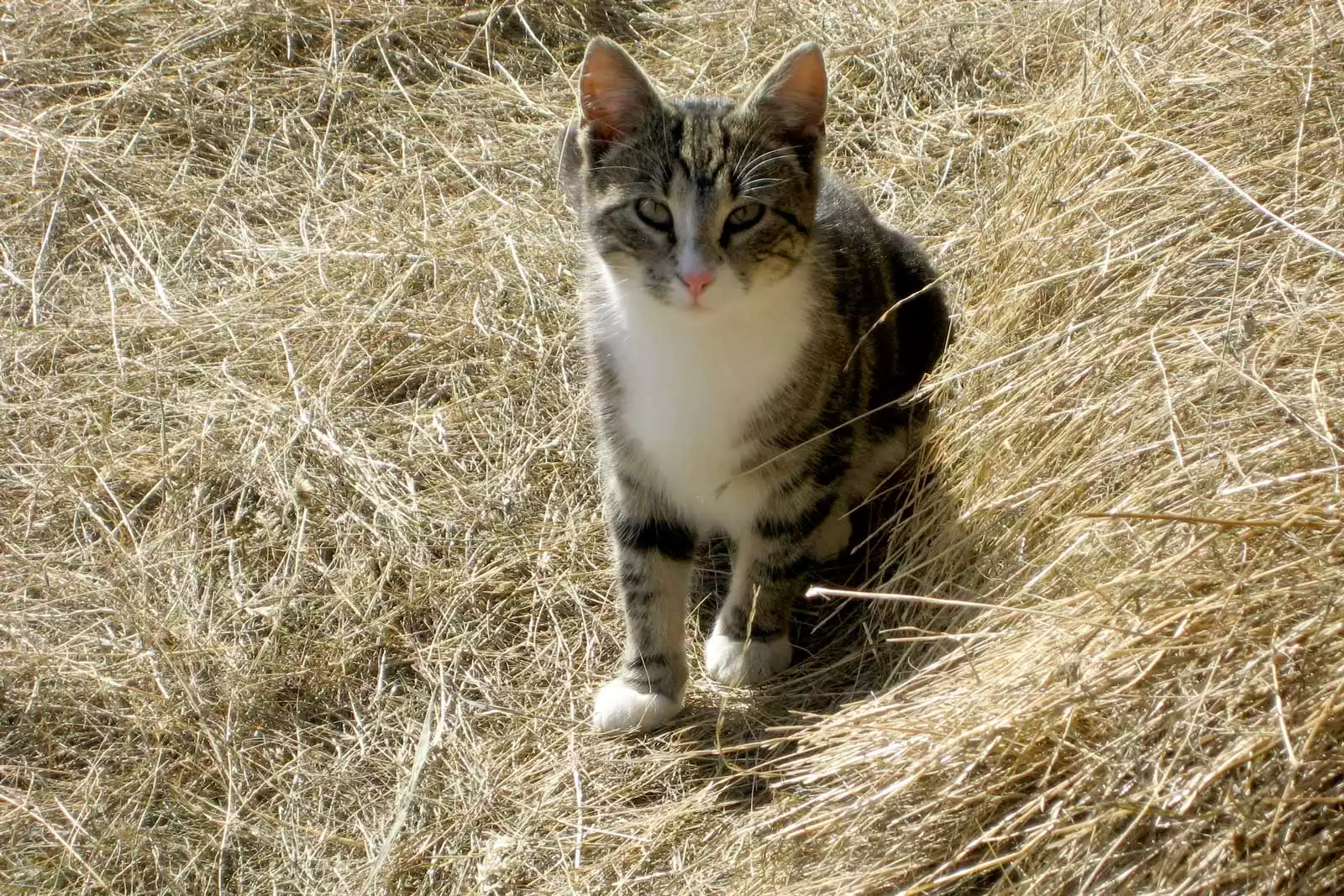 Getigerte Hofkatze sitzt entspannt im Stroh auf dem Bauernhof