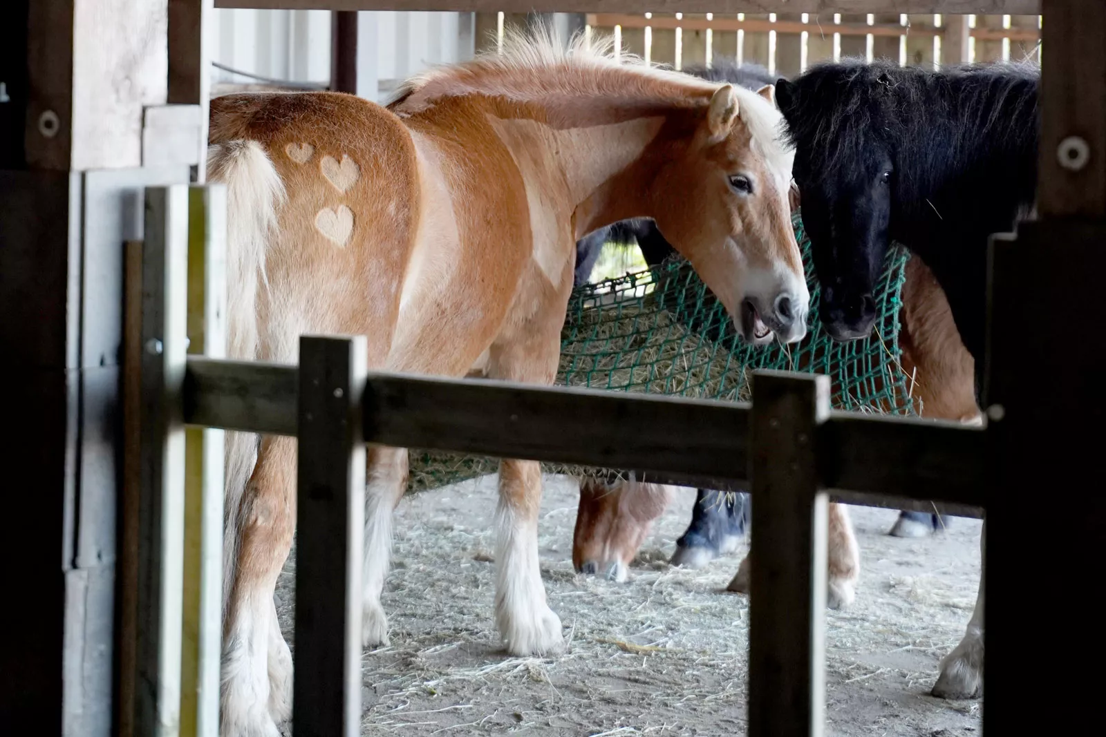 Reitpony im Stall auf dem Bauernhof Voss
