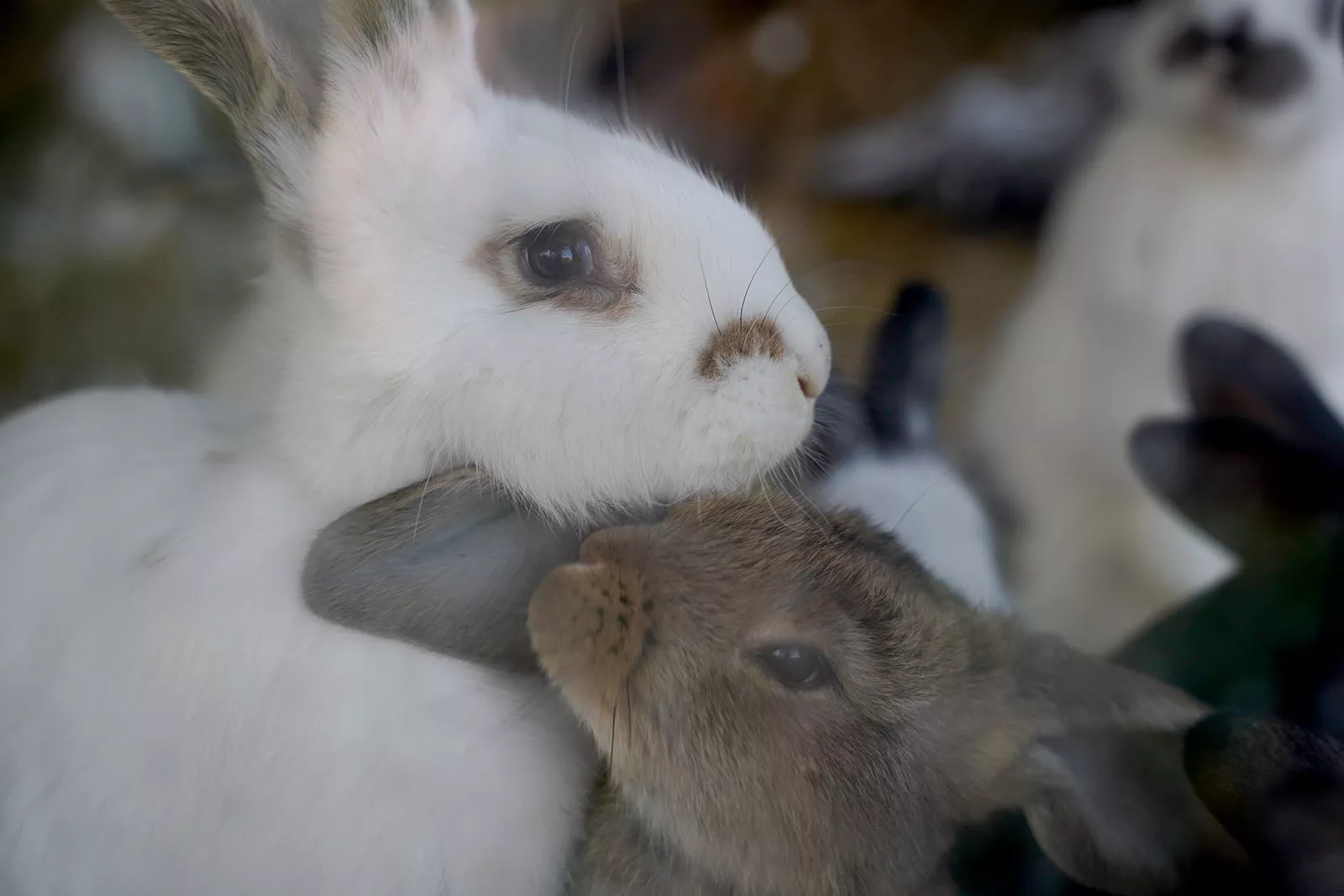 Nahaufnahme von Kaninchen im Stall auf dem Bauernhof