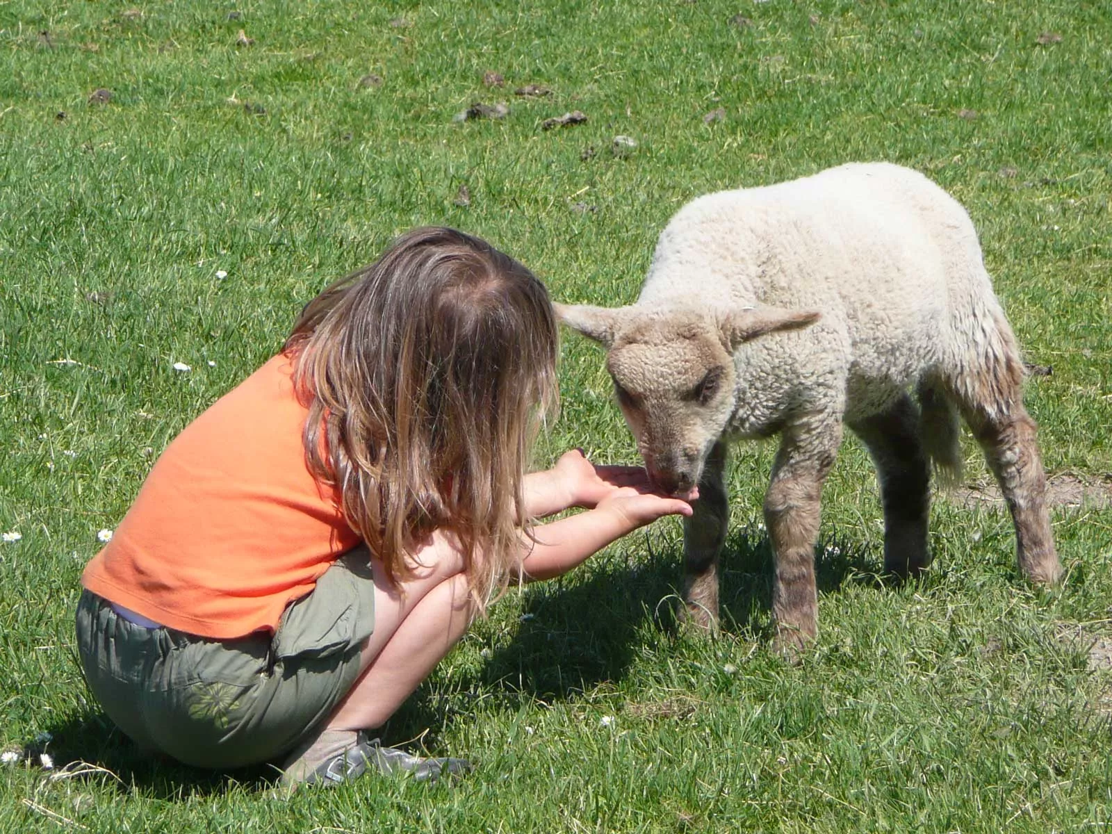 Mädchen auf Wiese mit Lämmchen