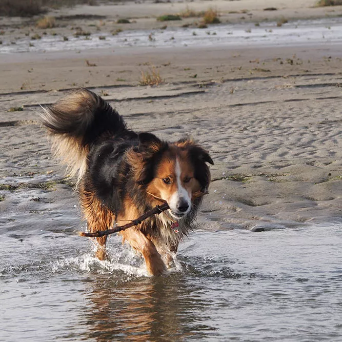 Collie am Strand mit Stock