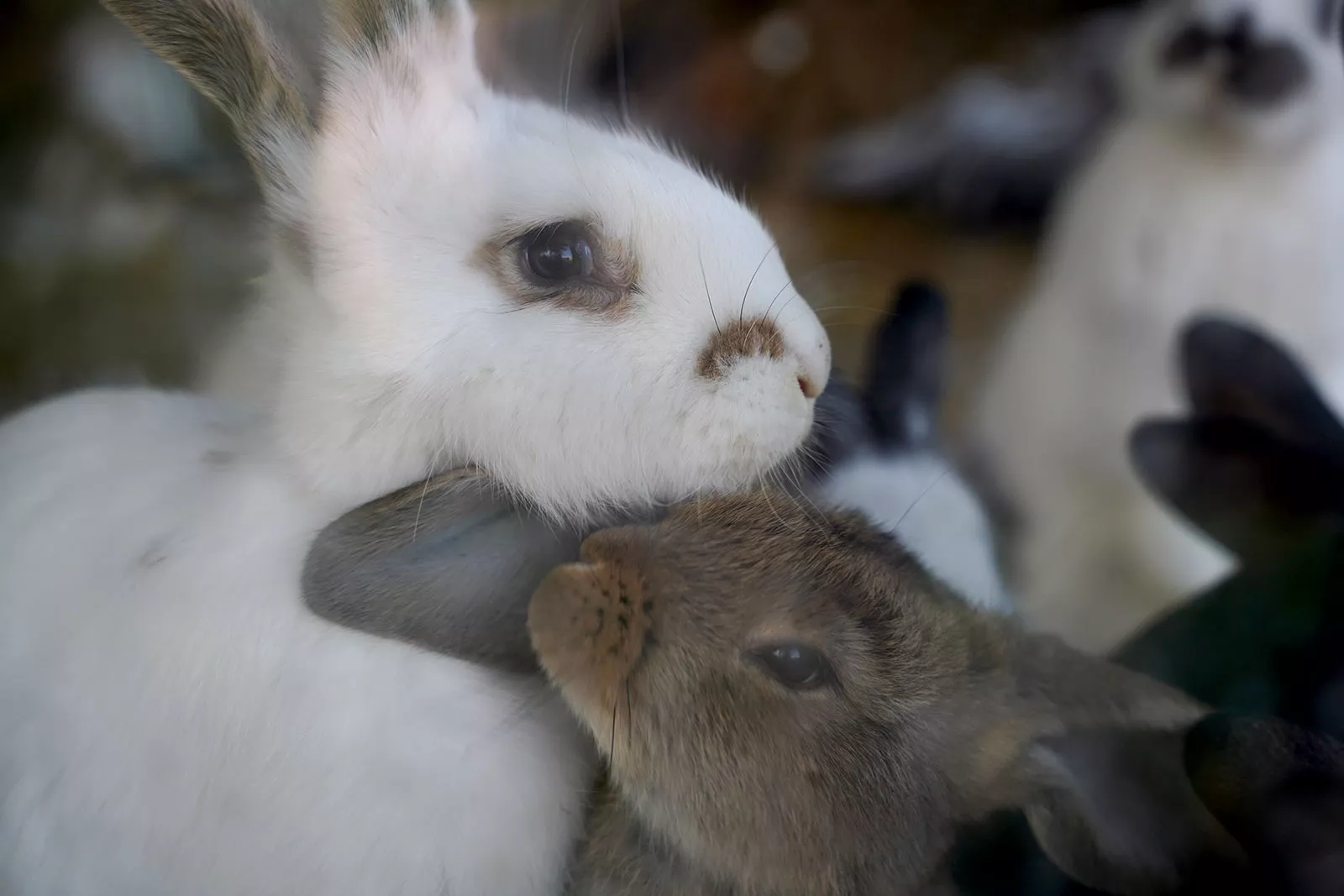 Zwei Kaninchen kuscheln