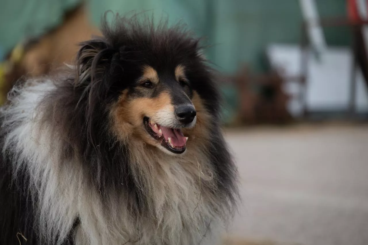 Hofhund Collie auf dem Hofplatz Hofhund Collie auf dem Hofplatz