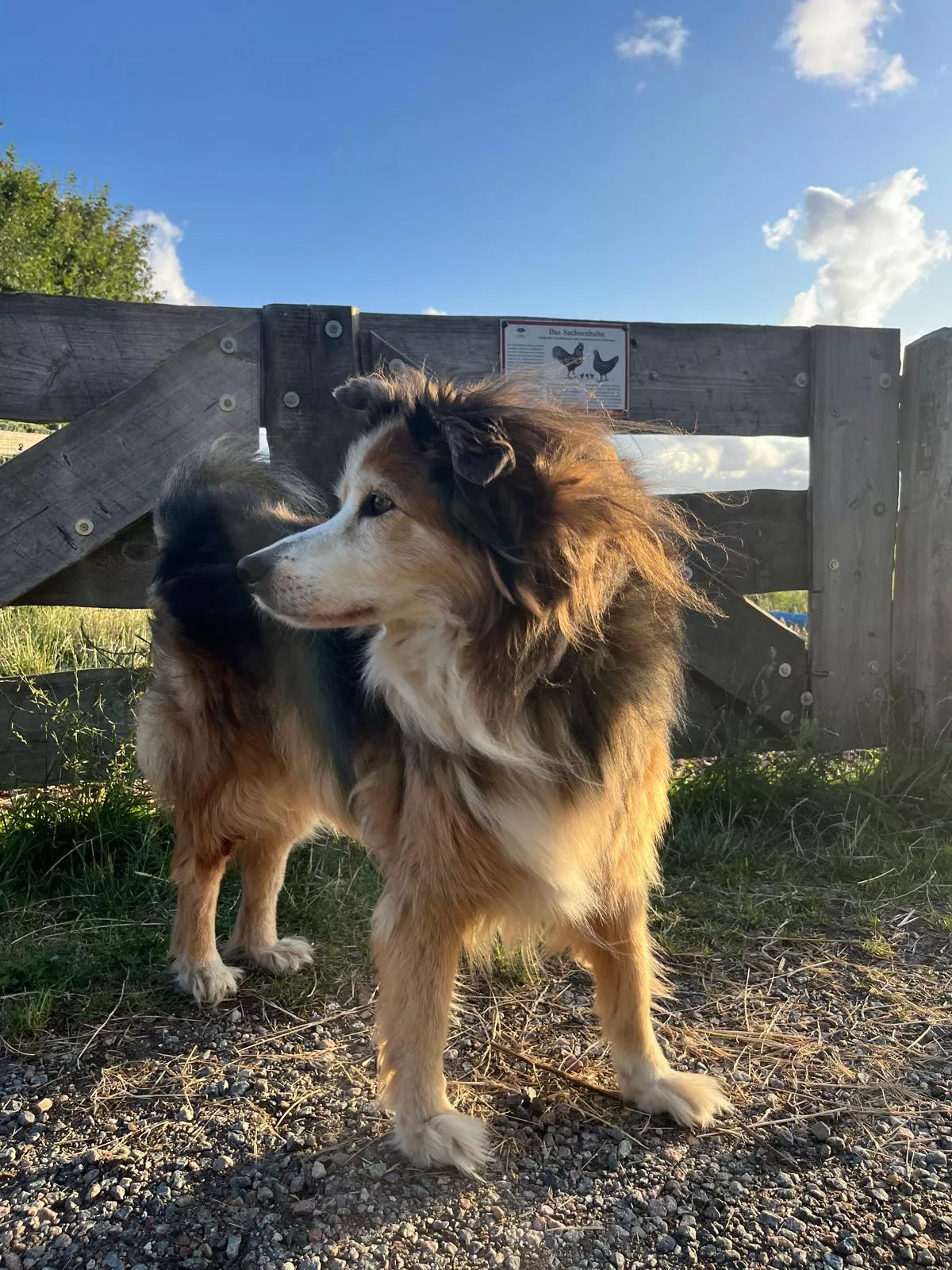 Hofhund Bruno schaut im Sonnenschein in die Ferne