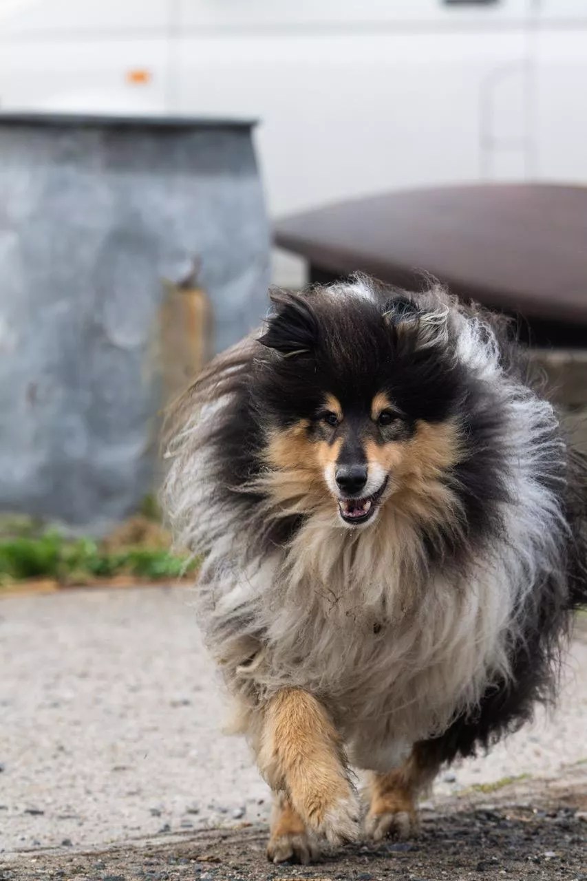 Hofhund Collie beim Rennen mit aufmerksamen Blick 