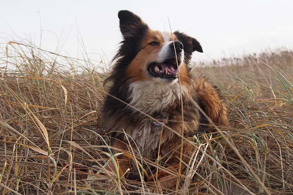 Hund im Schilf am Meer
