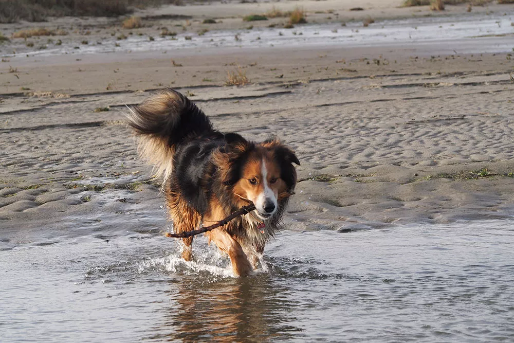 Hund mit Stock im Sand
