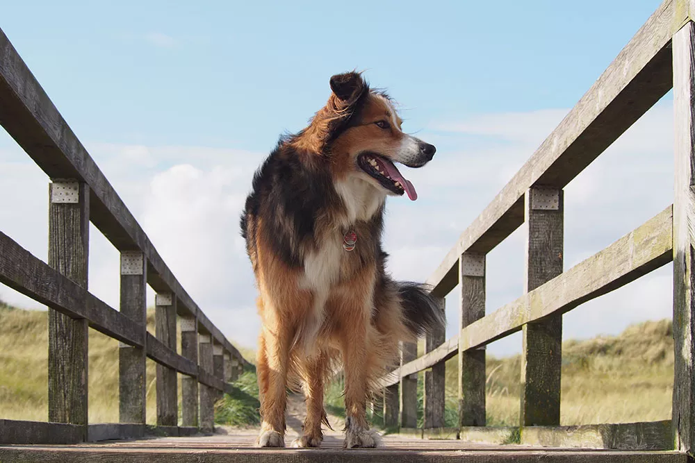 Hund auf Brücke am Meer