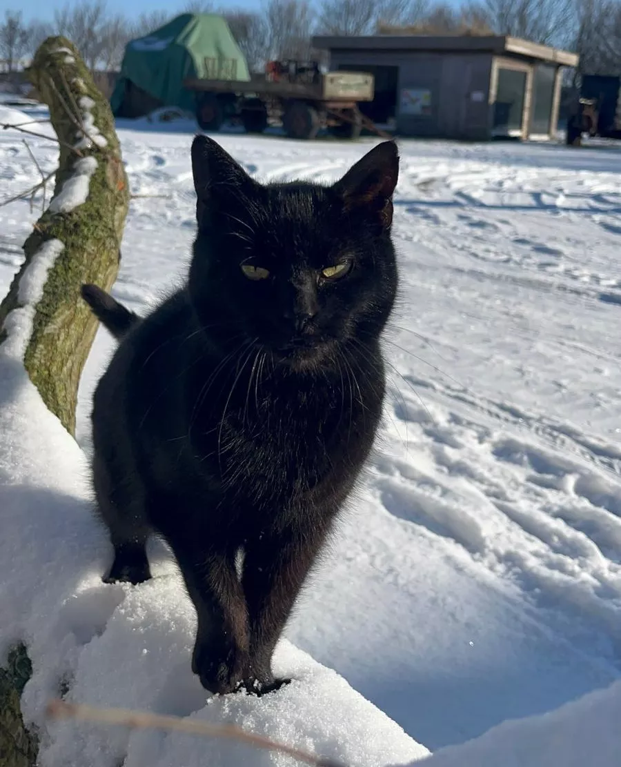 Hofkatze Wacken im Schnee auf einem Baumstamm 