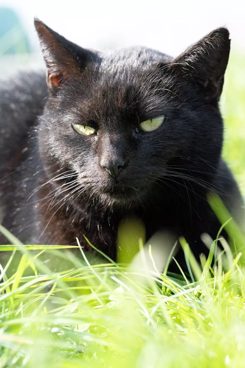 Hofkatze Wacken liegt mit aufmerksamen Blick im grünen Gras Hofkatze Wacken liegt mit aufmerksamen Blick im grünen Gras