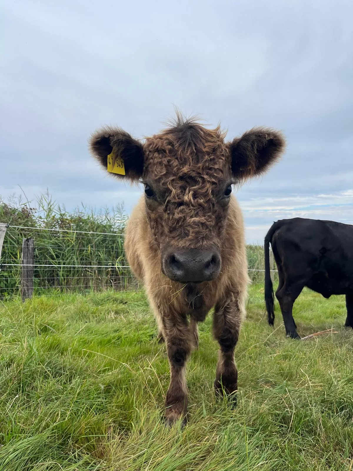 Junges Galloway Rind auf der grünen Weide