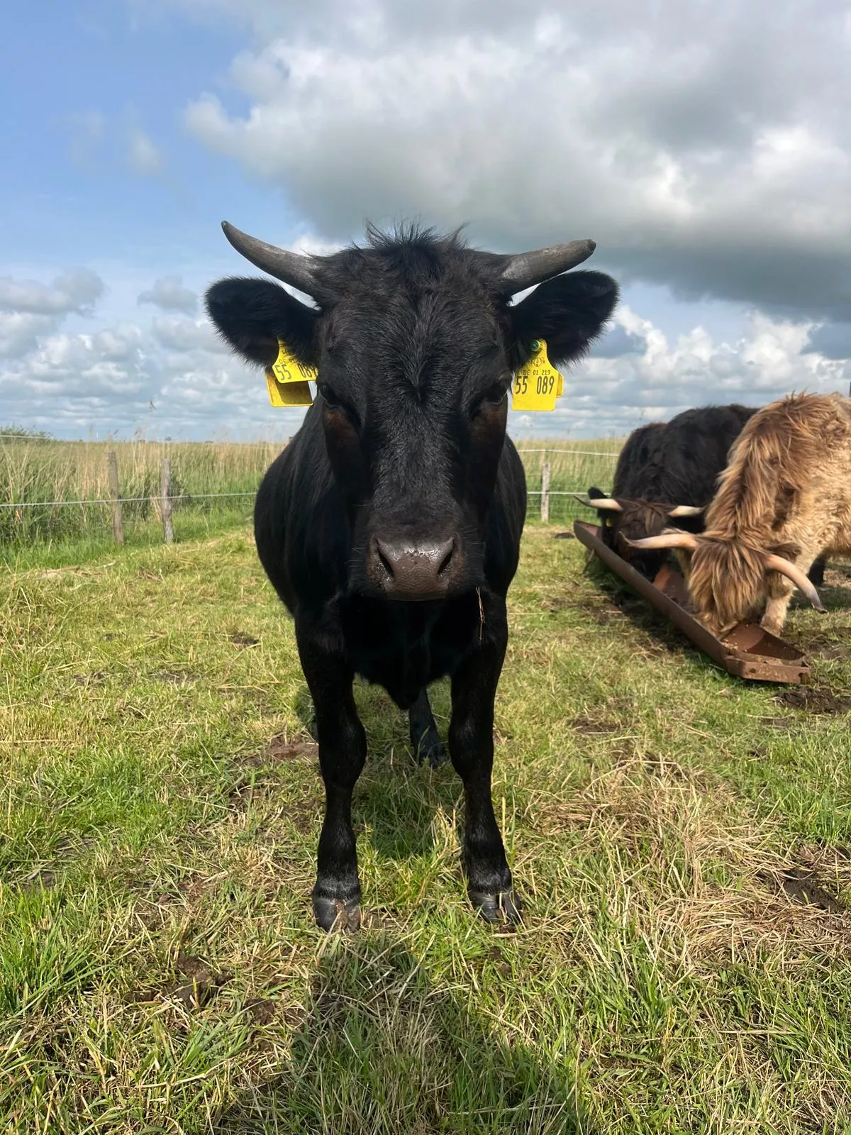 Dexter Rind auf der grünen Wiese 
