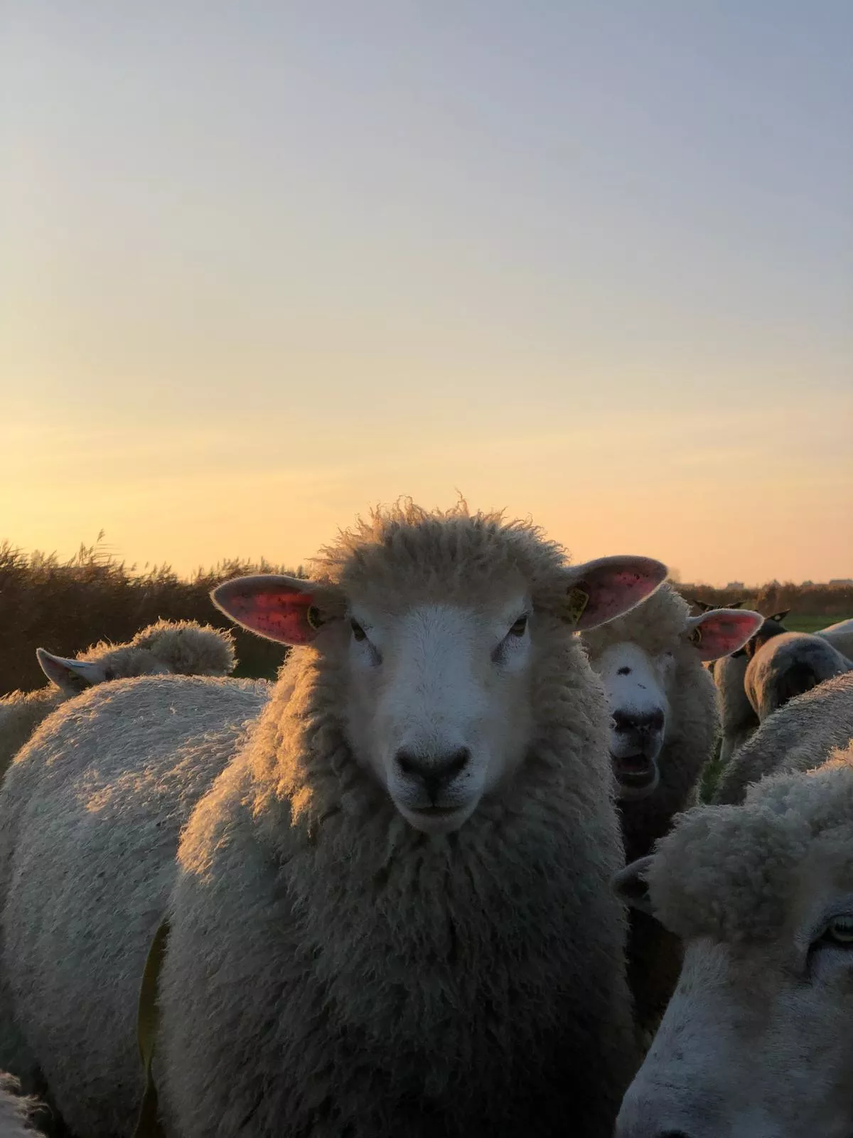 Schafbock Kai in mitten seiner Schafherde im Sonnenuntergang 
