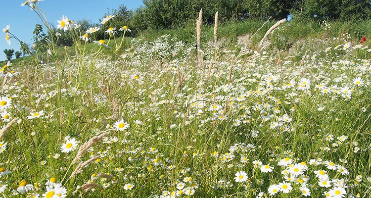 Herrliche Blühwiese - so wie es sich auf dem Land gehört - und das auch in St. Peter-Ording