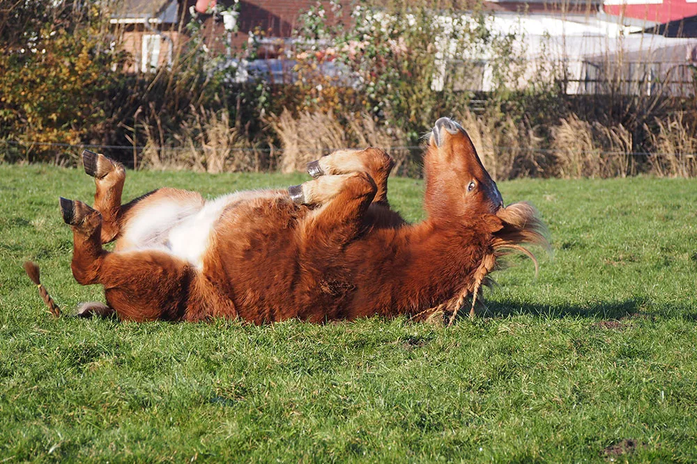 Reitpony wälzt sich auf der Wiese