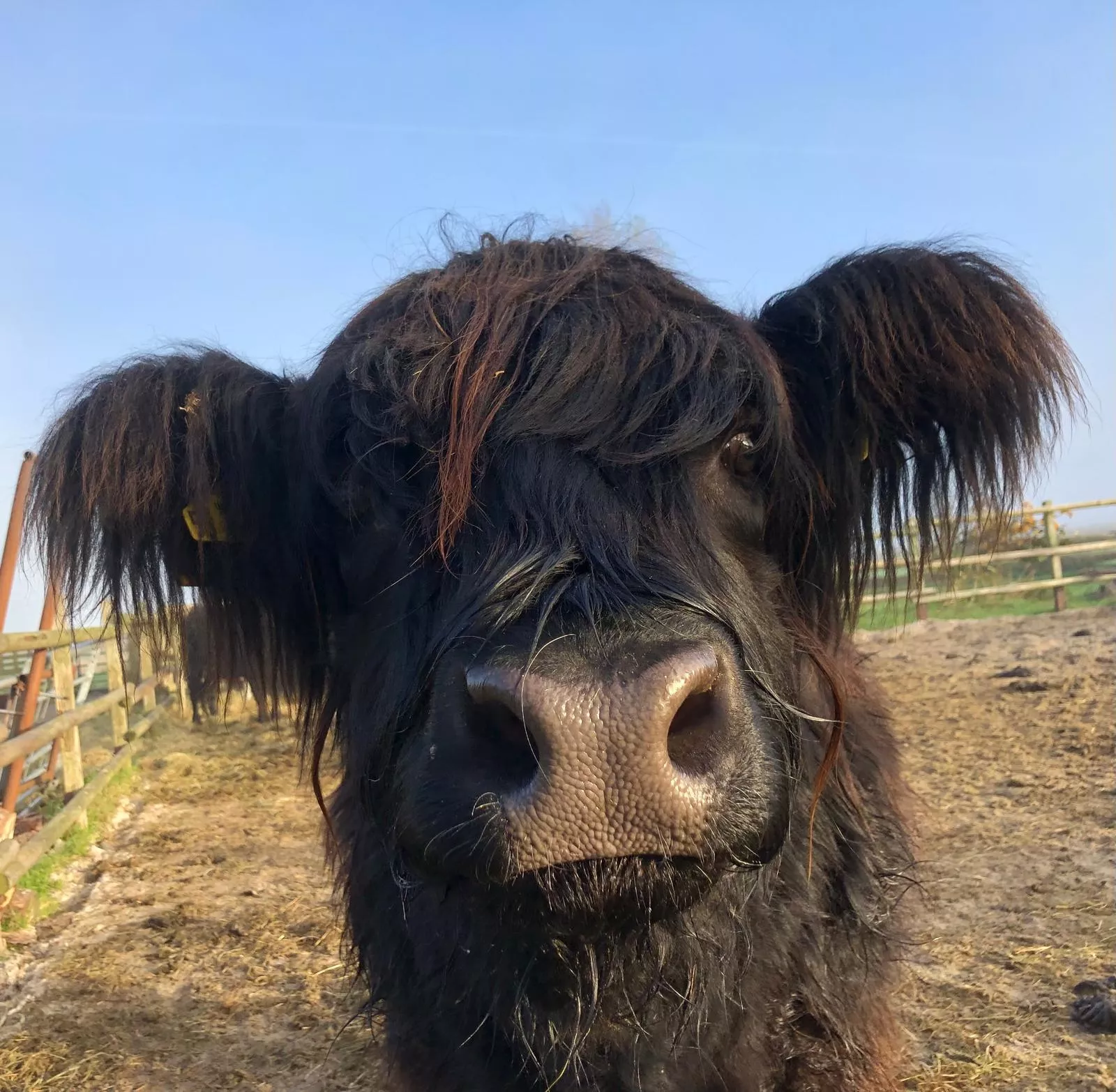 Ein Highland Rind schaut neugierig in die Kamera 