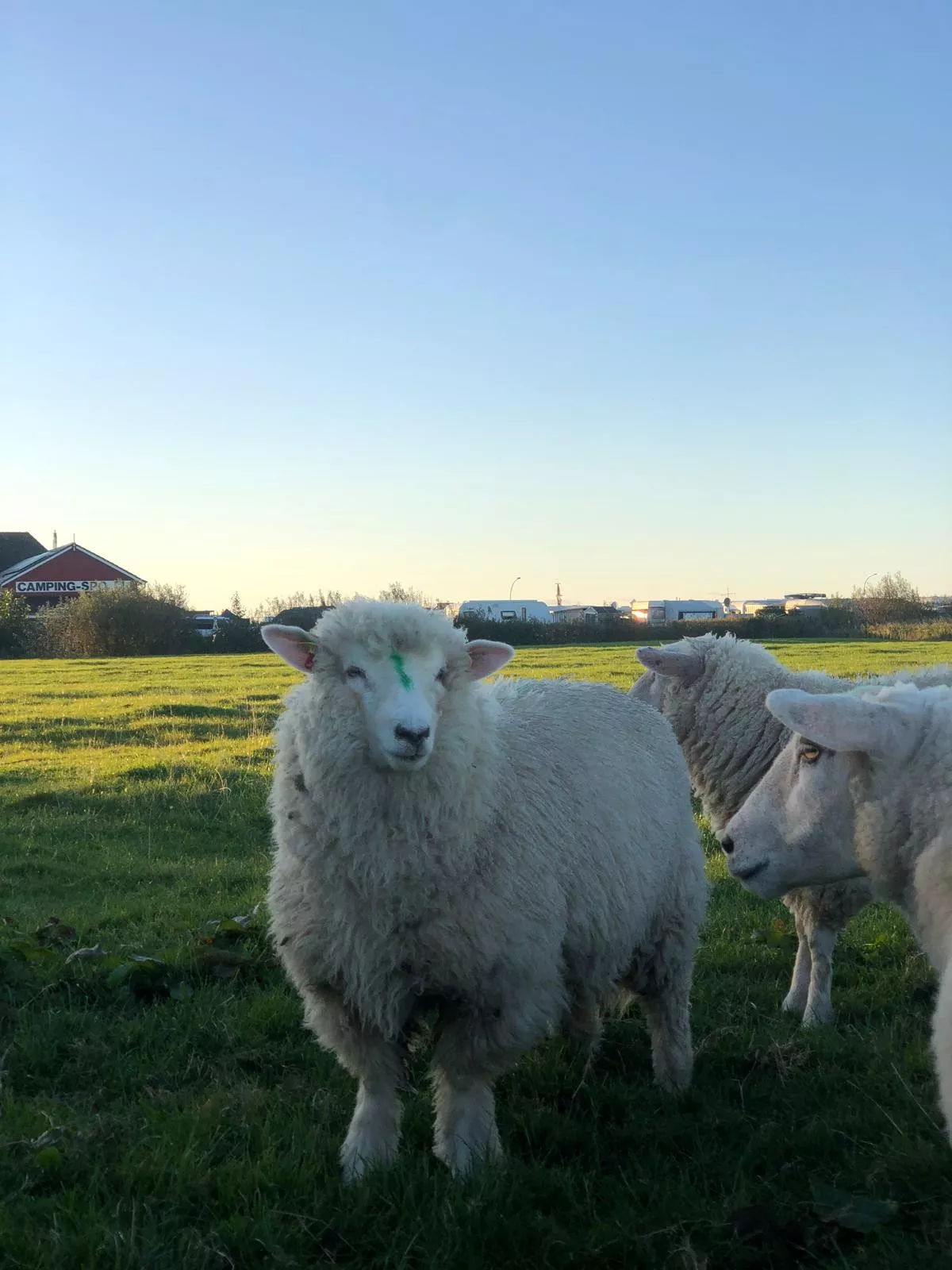Jungschaf steht auf der grünen Weise