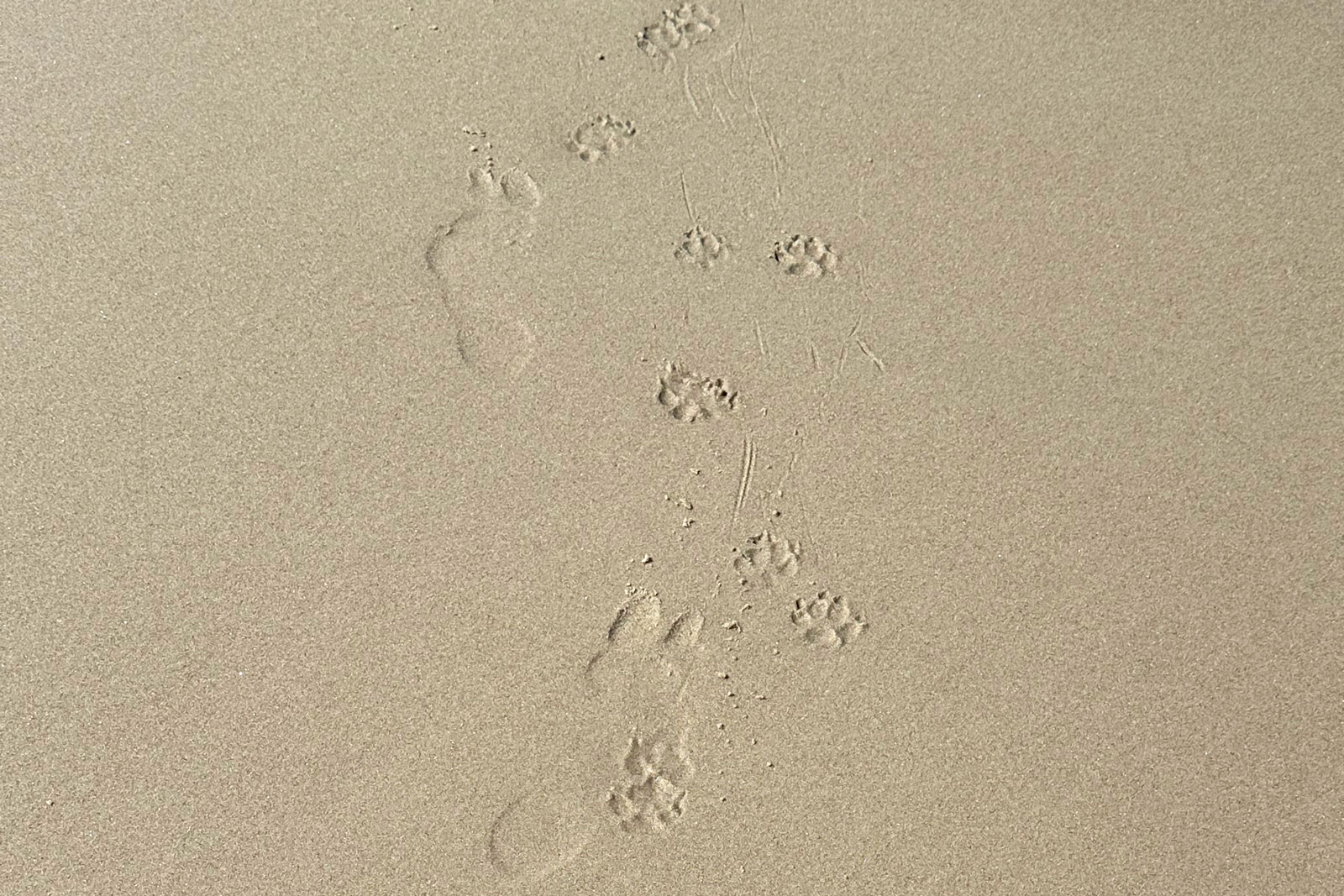 Urlaub mit Hund in St. Peter-Ording